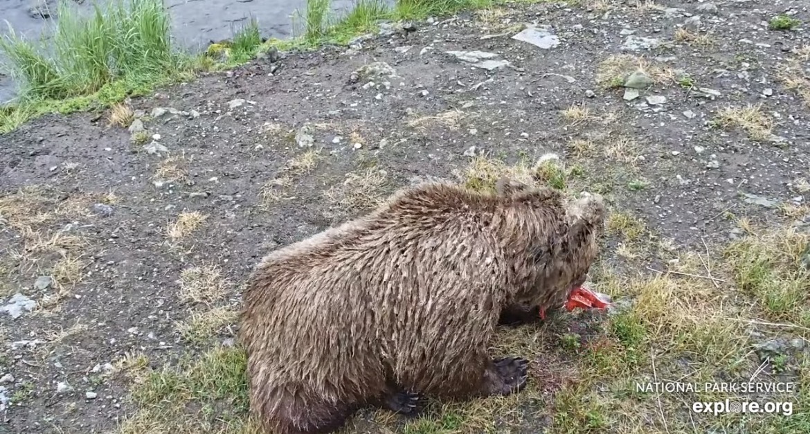 a brown bear eating a salmon on a riverbank