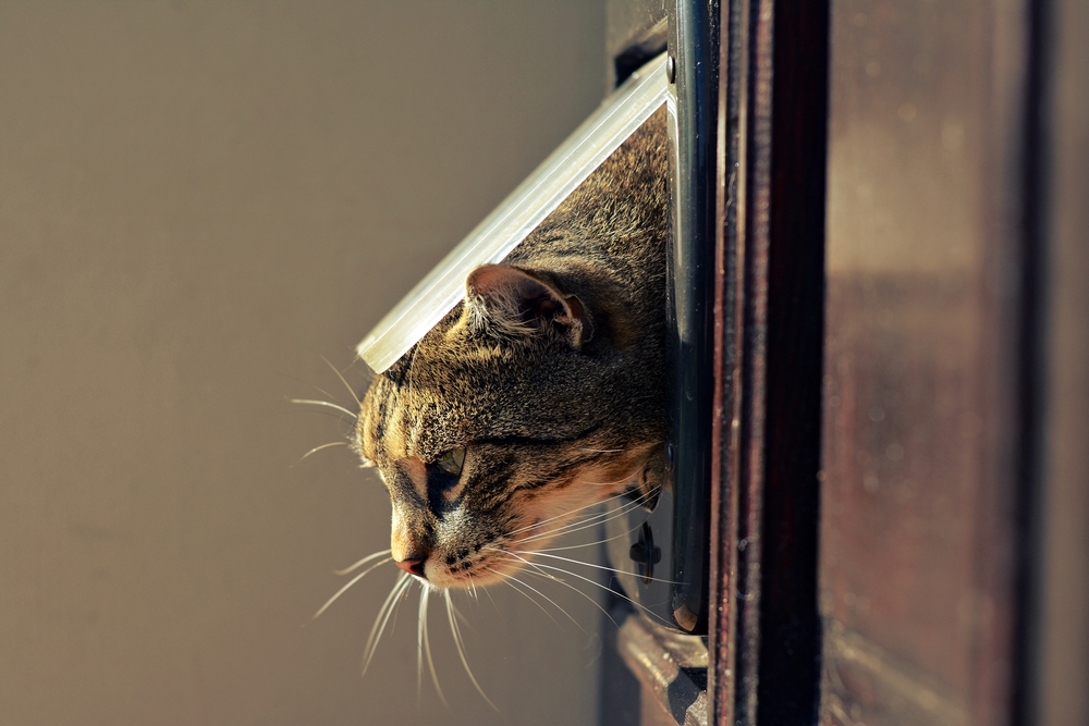 pet door installation rye pet door installation rye