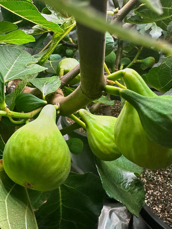 figs-876.jpg