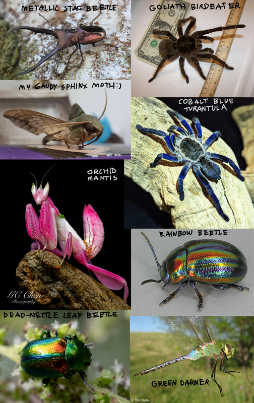 a bunch of bugs