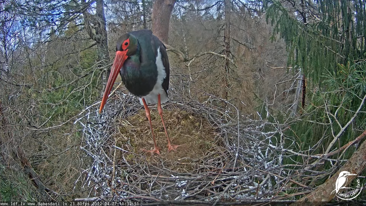 Melnais stārķis (Ciconia nigra) Siguldas novadā - LDF tiešraide 5-21-49 screenshot