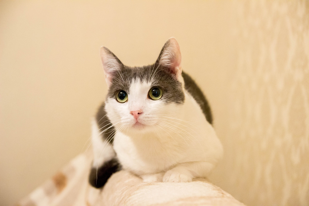 бело-серая-1-4