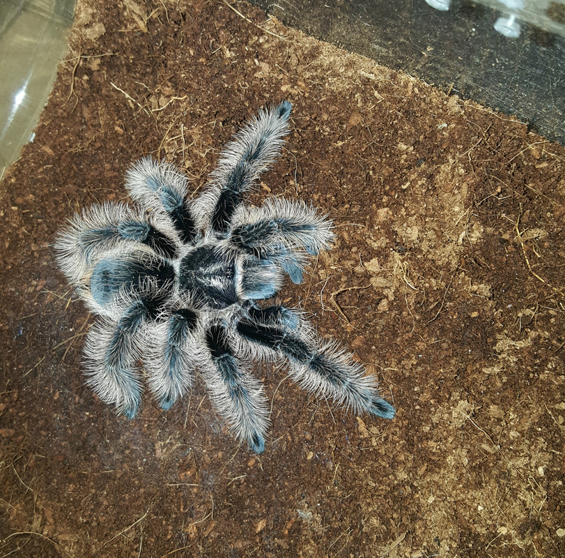 sable1.1