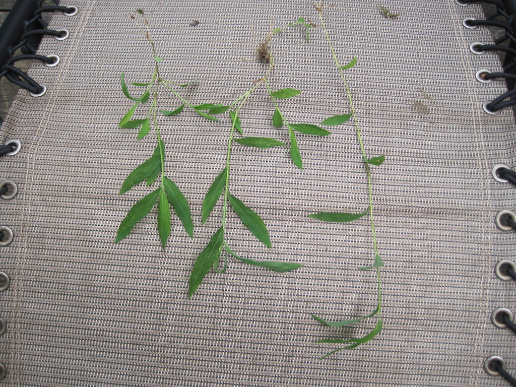 weed grass in front yard4