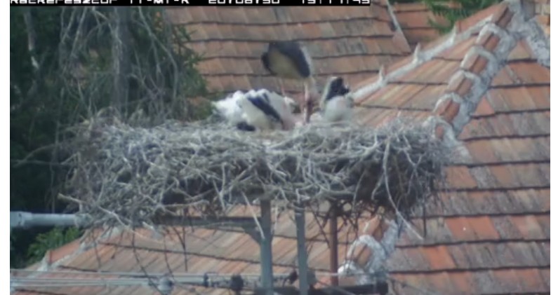 2020-06-30_155925apa uzsonnát hozott