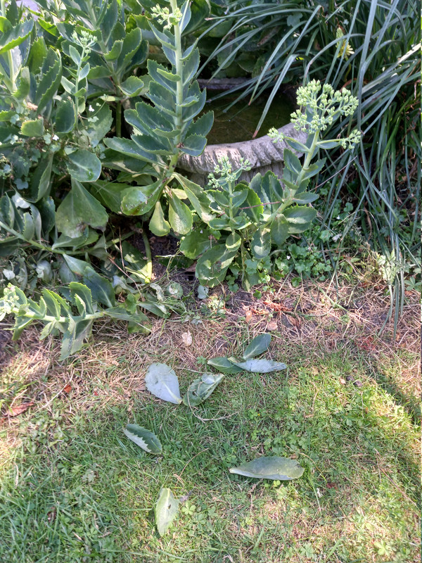 Ice plant damage