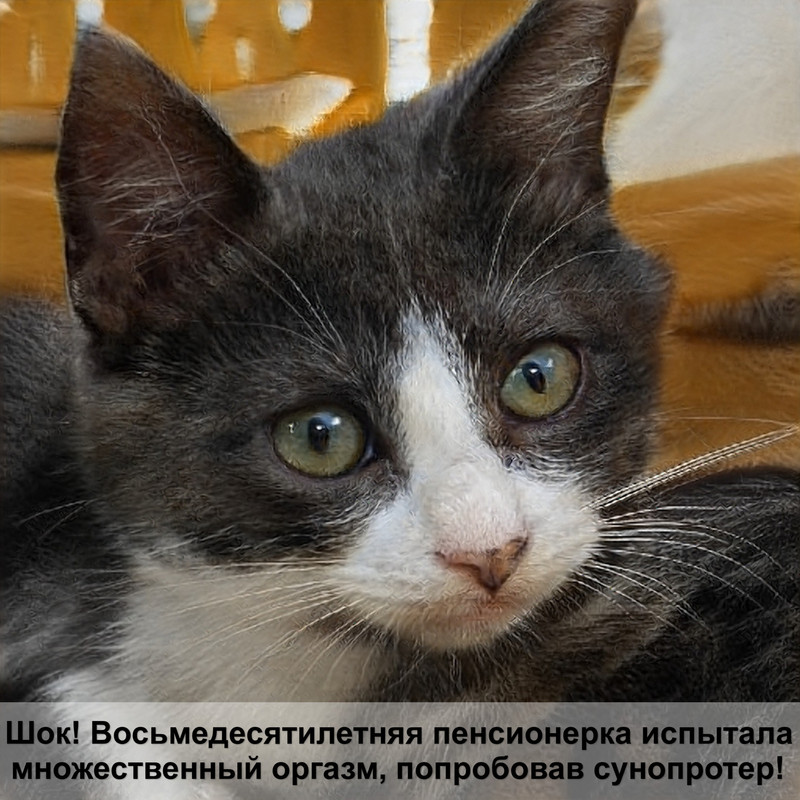 черная вислоухая кошка