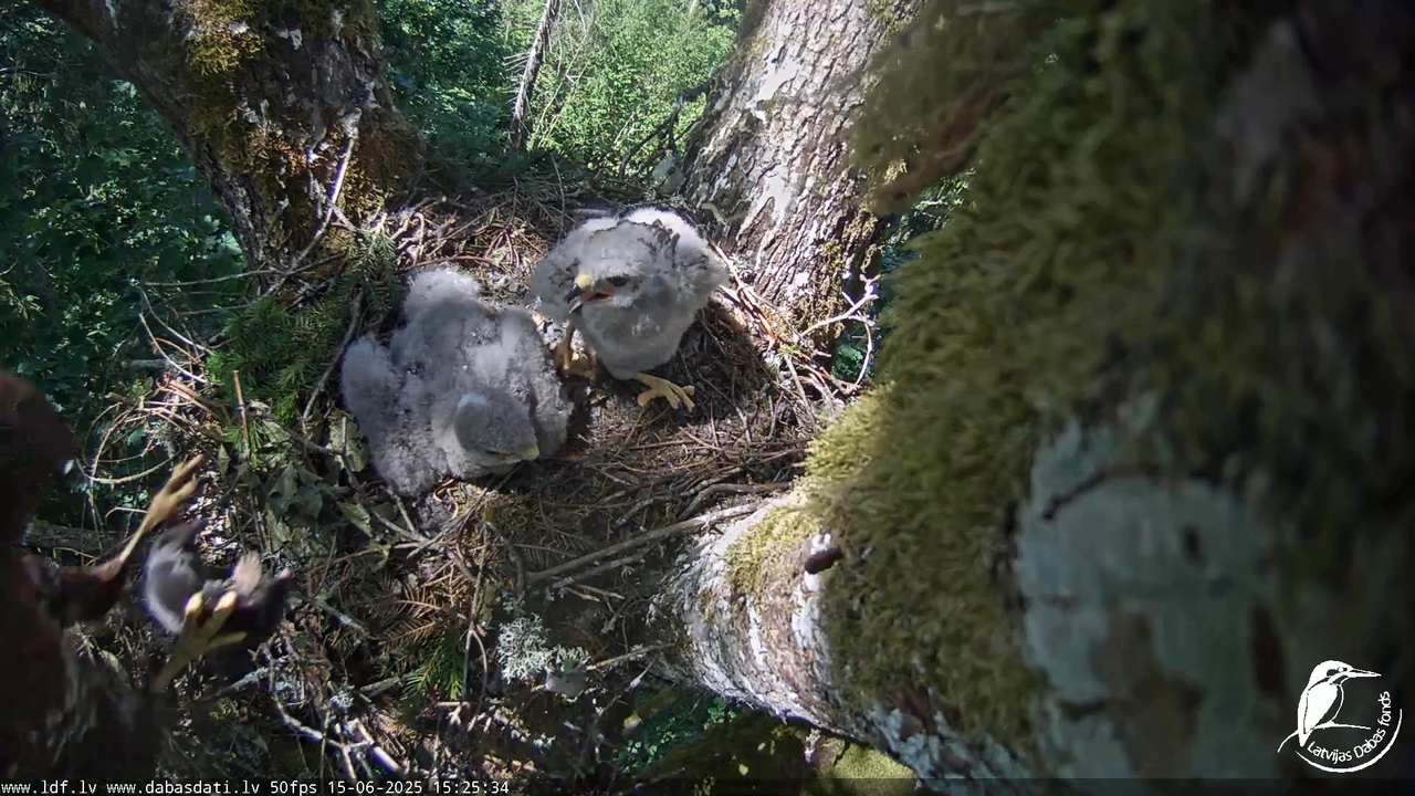 Melnās klijas (Milvus migrans) Kurzemē_ peļu klijāni (Buteo buteo) 13-32-5 screenshot