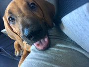 Rocco the Rhodesian Ridgeback 10