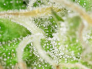 Snapshot@2021_1101_162816