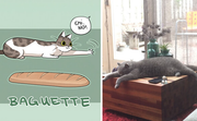 Baguette Cat
