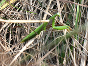 ADP Free party Balscha 2009 010