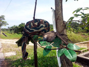 Kamunting-(5)