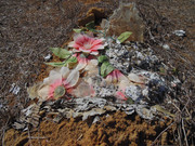 2.2.melted plastic flowers II