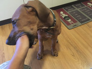 Rocco the Rhodesian Ridgeback 30 (Don't mind my uniform-)