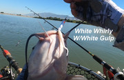 [Image: WHITE-ON-WHITE.jpg]