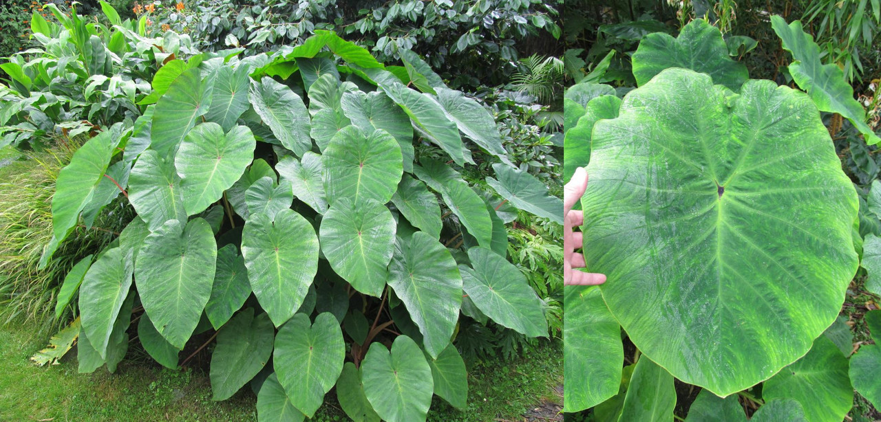Colocasia 'Pink China' and gaoligongensis