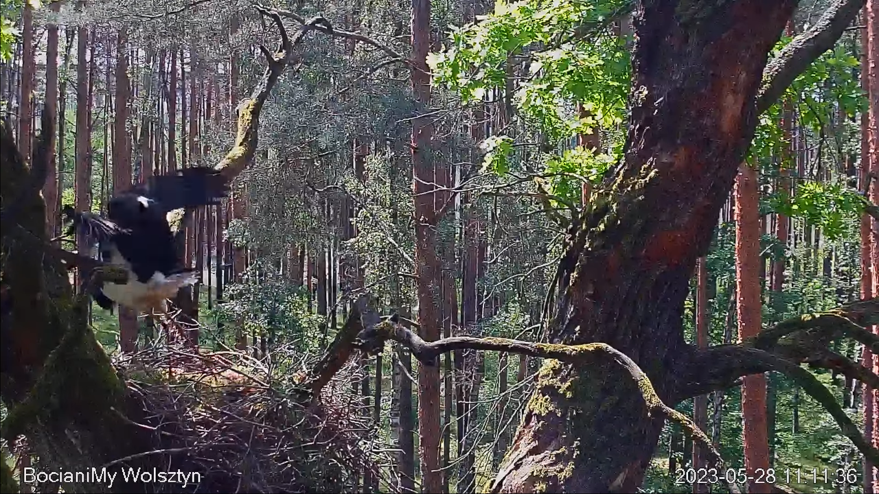 Zrzut ekranu (15091)