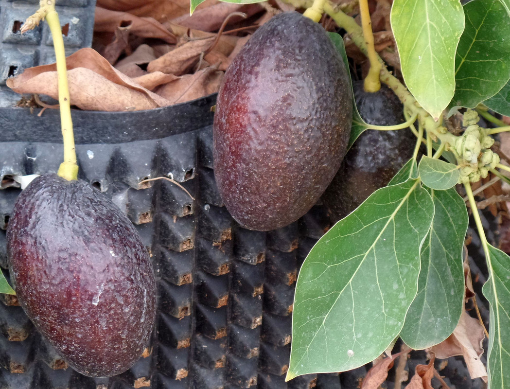 ONFruitMarch#2
