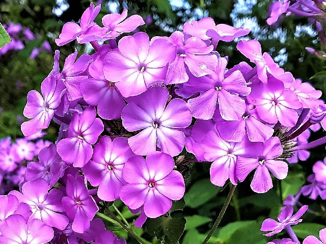 flower.jpg