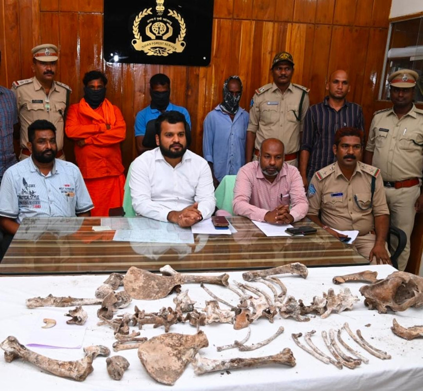 బెల్లంపల్లి లో పులి చర్మం,గోర్లు స్వాధీనం బెల్లంపల్లి లో పులి చర్మం,గోర్లు స్వాధీనం