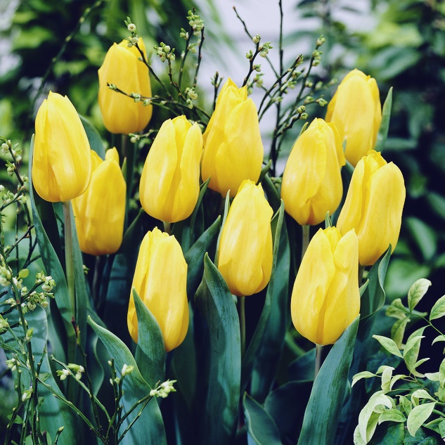 TULIP Triumph Hybrid Strong Gold