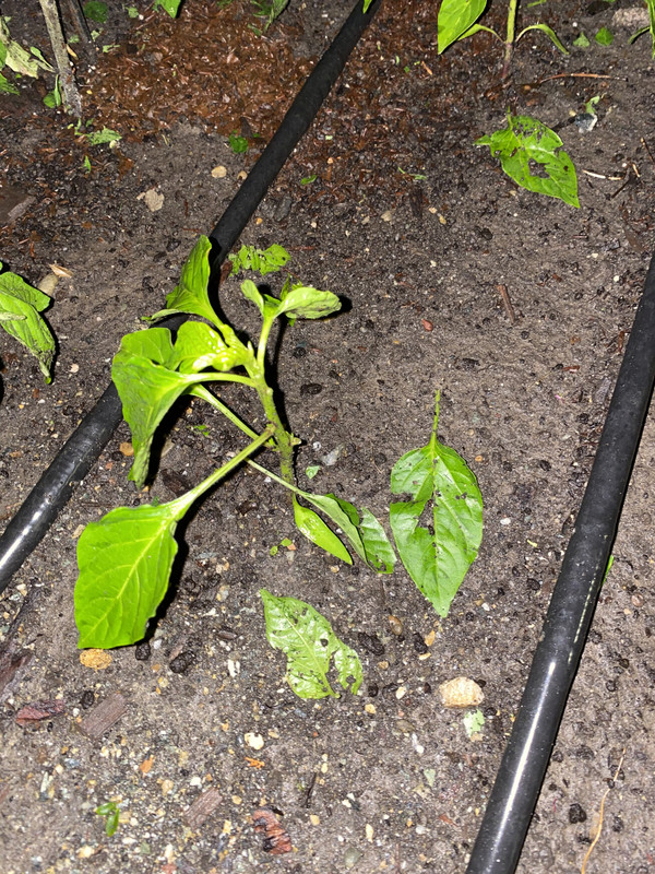 640A5208-7D9B-41F7-AA34-8B5A10818DBD