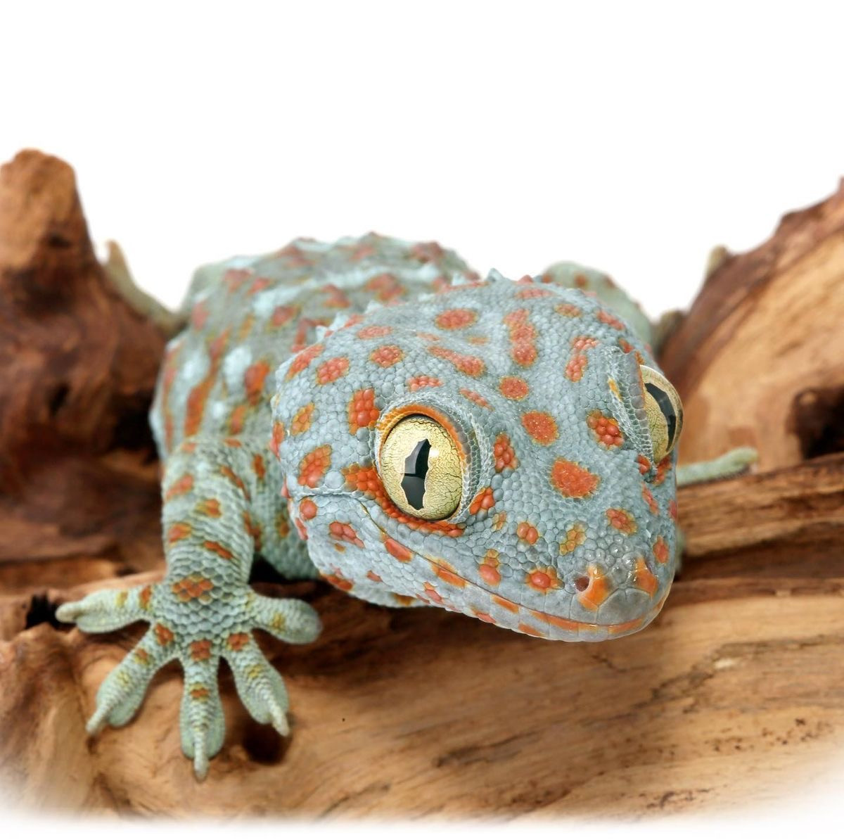 D920B054 0988 4145 B42B D598A6821E95