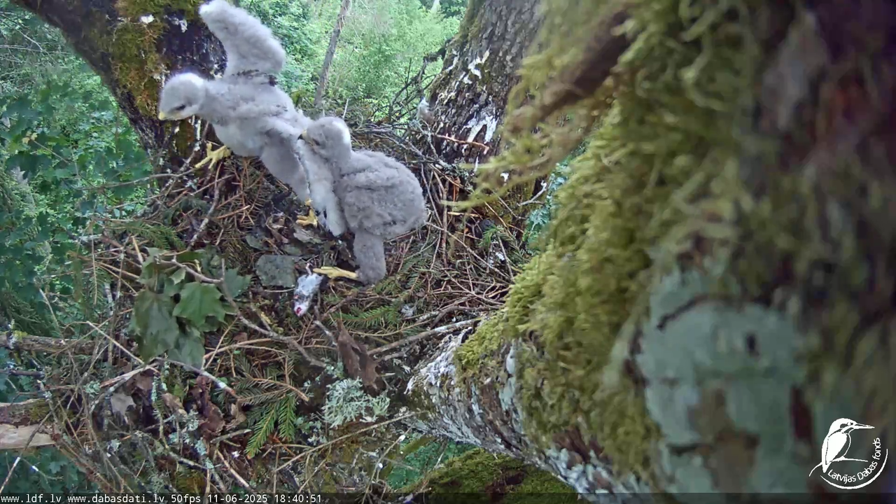 Melnās klijas (Milvus migrans) Kurzemē_ peļu klijāni (Buteo buteo) 13-9-6 screenshot