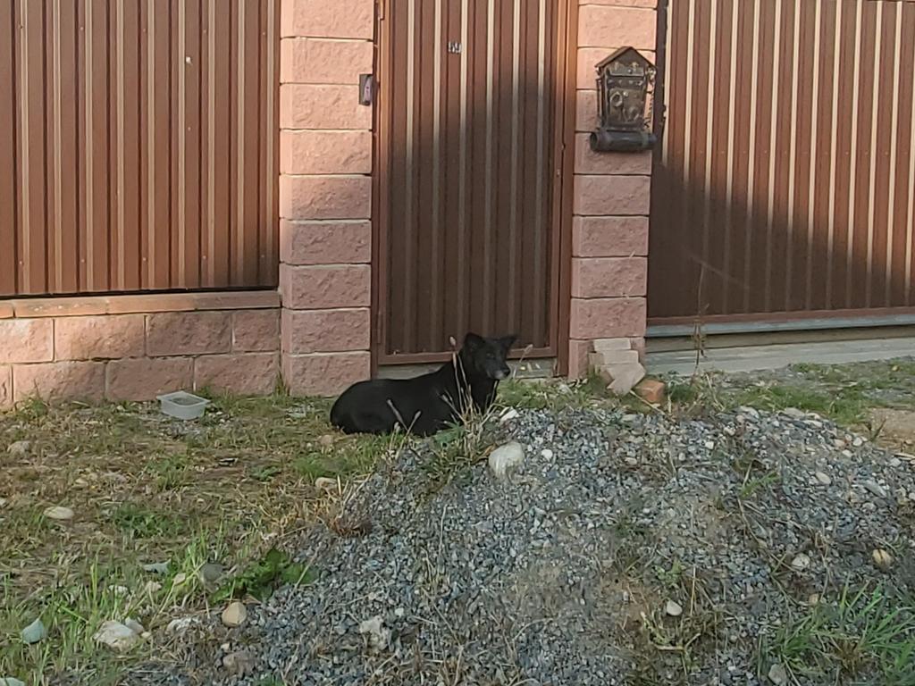 собака в колодищах3