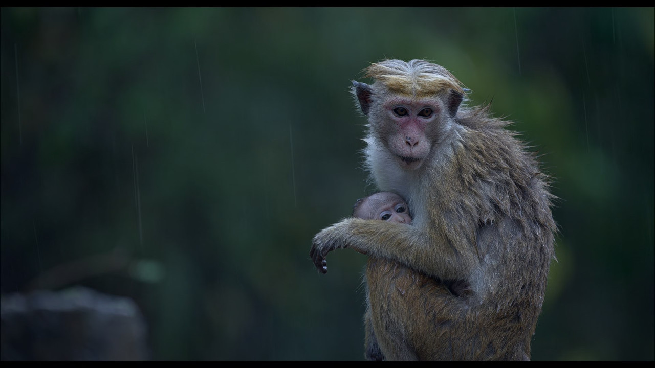 Monkey Kingdom (2015) (1080p BluRay x265 Silence)-5