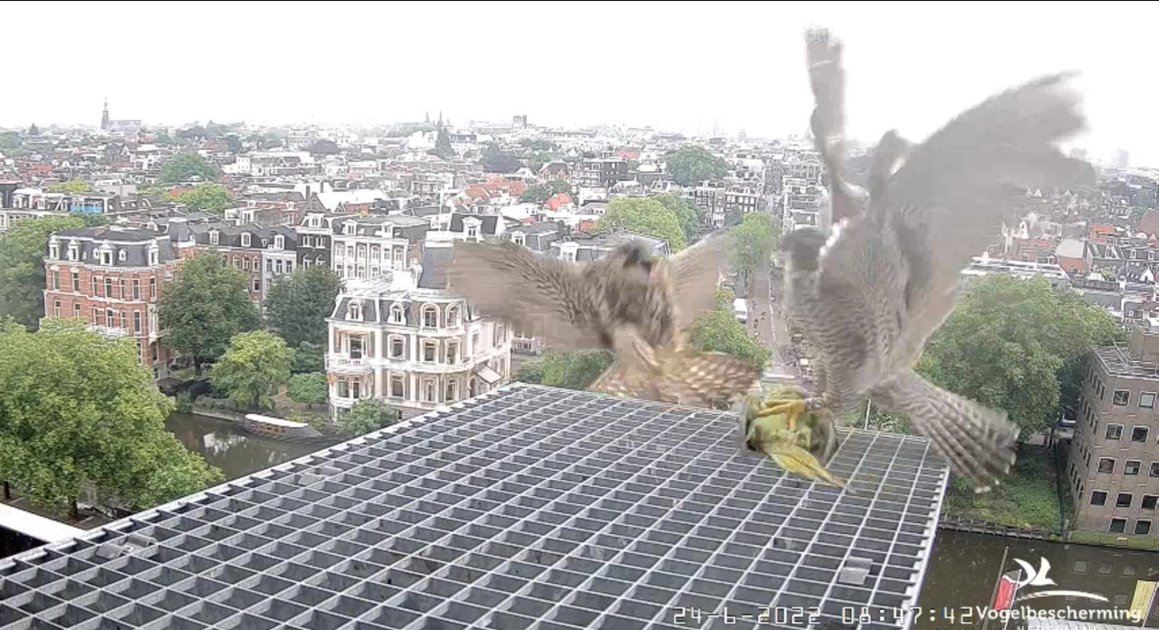 Amsterdam/Rijksmuseum screenshots © Beleef de Lente/Vogelbescherming Nederland - Pagina 32 Video-2022-06-24-085443-Moment-3