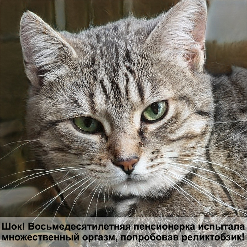 сиамская кошка без шерсти