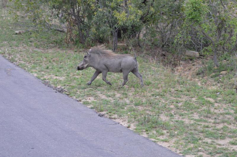 DÍA 8:  KRUGER (Berg-en-Dal) - Sudáfrica y Seychelles 2018 -  Una Honeymoon llena de vida (10)