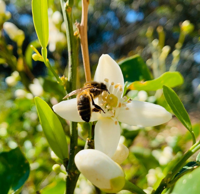 Orangeblossom-2020-03-21-at-09-01-00.jpg