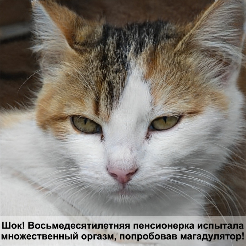 кошка лезет на живот