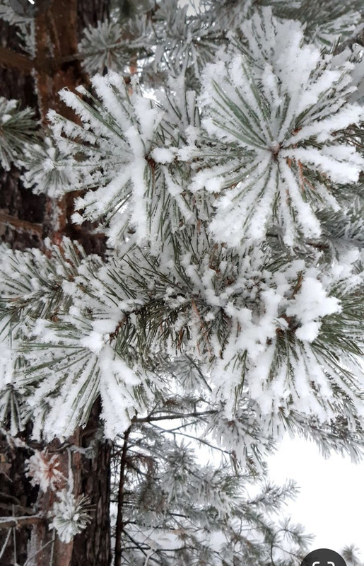 Screenshot_20231224_190428_Pinterest