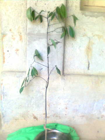 nairem tree (2)