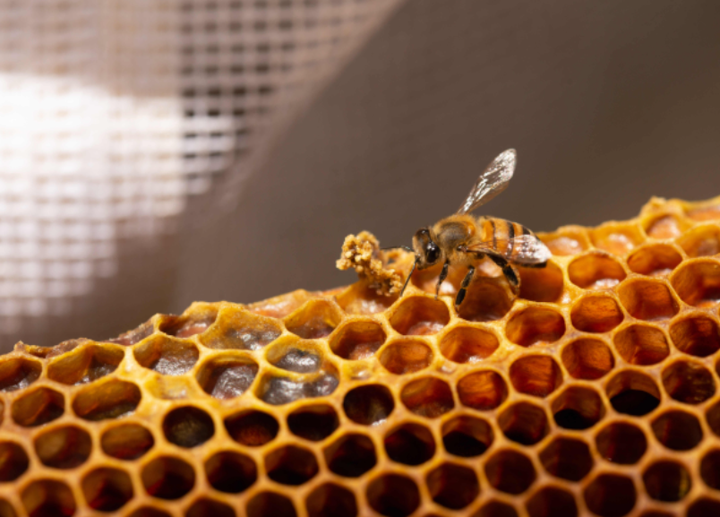 Oaxaca: 6° productor nacional de miel; la Mixteca exporta a seis países