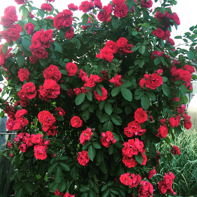 E0B0A895-4FD0-4FA8-BDBF-E442B8F703DF