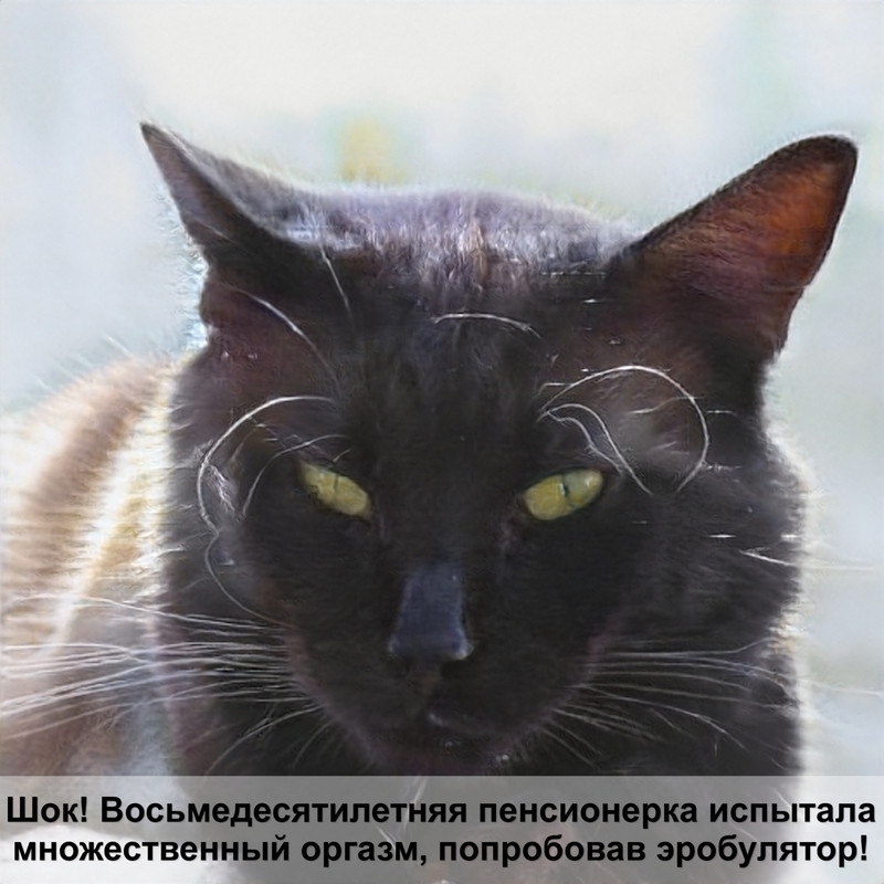 сильный кот