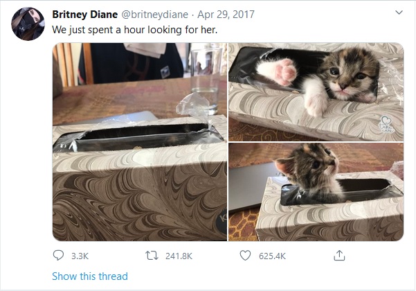 cat-in-kleenex-box.jpg