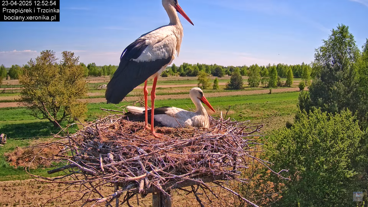 23042025bociany9