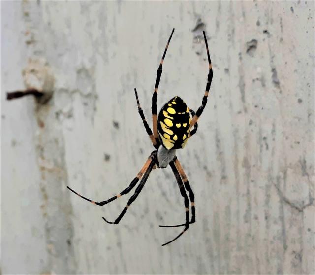 Huge Yellow Garden Spider Weku