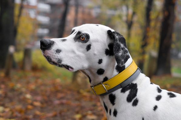 Ilustrasi Dalmatian