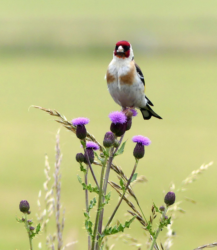 GOLDFINCH 1 160724