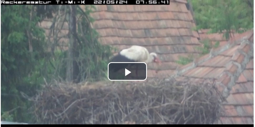 2022-05-24_081350mi van a szájában