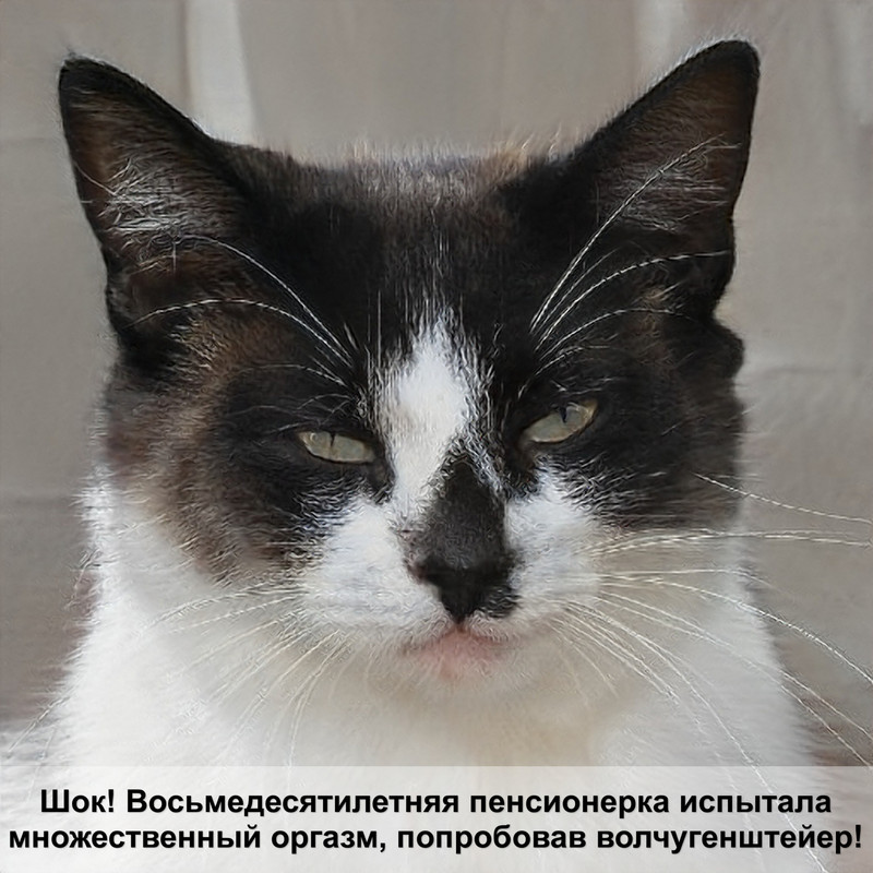 болезни шотландских кошек