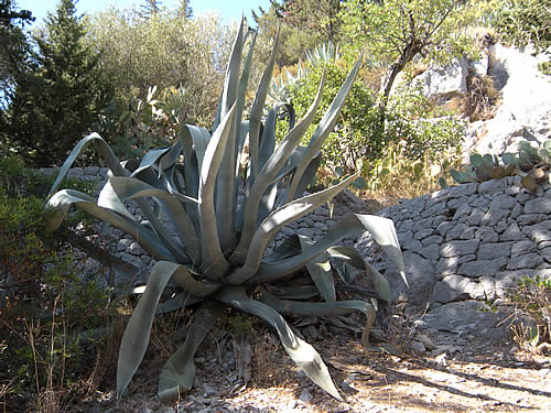 agave-hvar.jpg