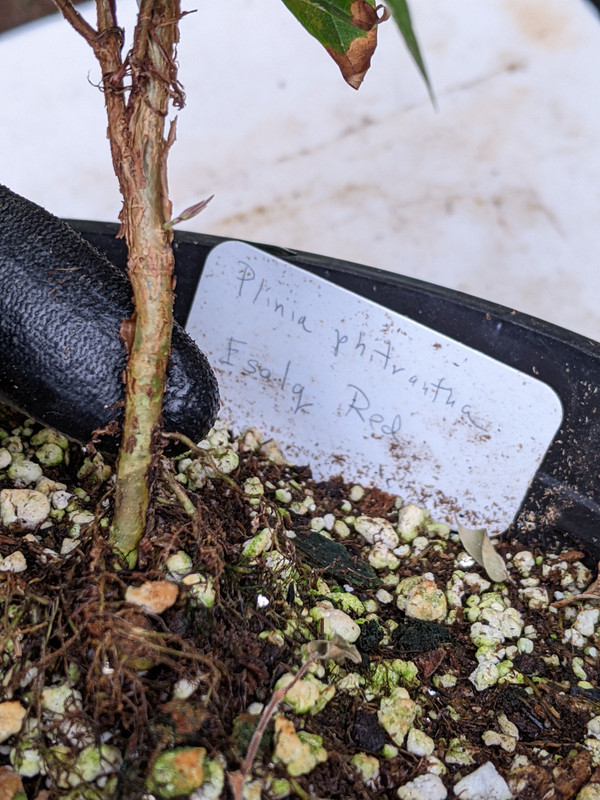 PXL_20230617_190543039.MP